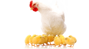 gallery/imgbin_broiler-chicken-as-food-poultry-farming-png_kzjdw5ds